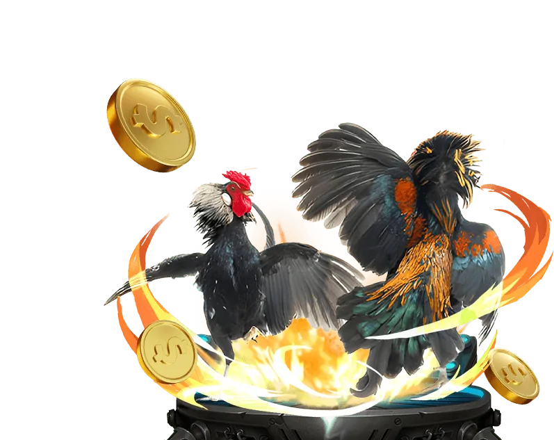 Kèo Meron và Wala trong đá gà trực tuyến